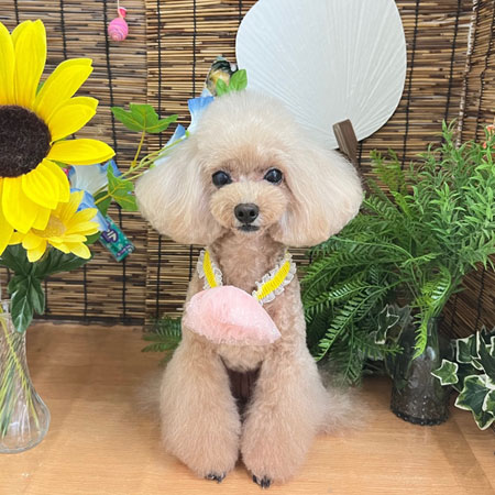 【本店】2023年8月25日のワンちゃん達♪