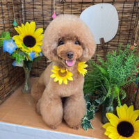 【本店】2023年8月26日のワンちゃん達♪