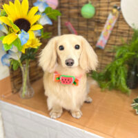 【本店】2023年8月4日のワンちゃん達♪