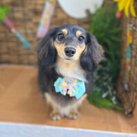 【本店】2023年8月10日のワンちゃん達♪