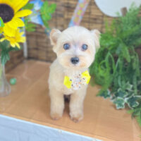 【本店】2023年8月14日のワンちゃん達♪