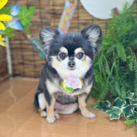 【本店】2023年8月18日のワンちゃん達♪