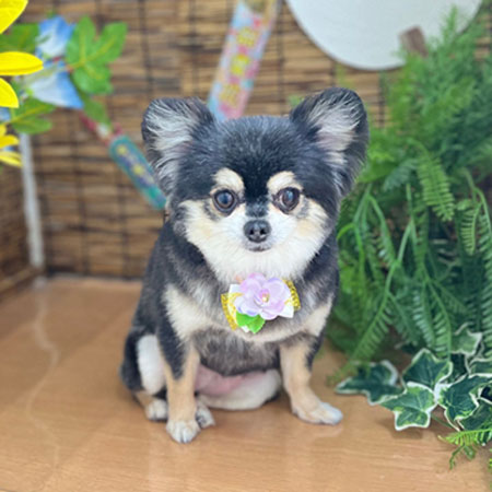 【本店】2023年8月18日のワンちゃん達♪