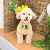 【本店】2023年8月30日のワンちゃん達♪