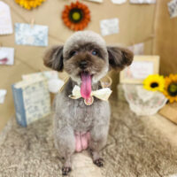 【山手店】2023年8月13日のワンちゃん達♪