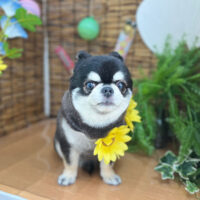 【本店】2023年8月5日のワンちゃん達♪