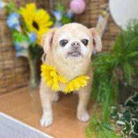 【本店】2023年8月7日のワンちゃん達♪