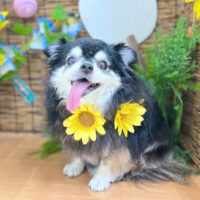 【本店】2023年8月11日のワンちゃん達♪