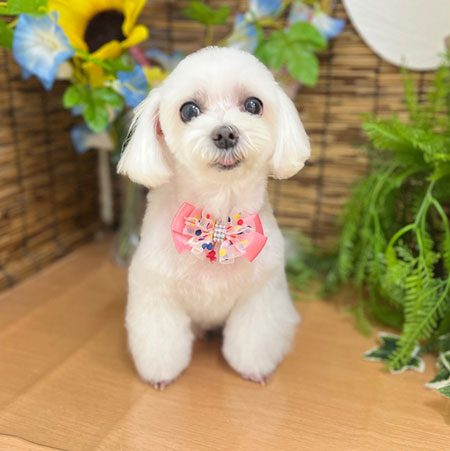 【本店】2023年8月13日のワンちゃん達♪