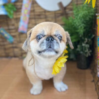 【本店】2023年8月24日のワンちゃん達♪