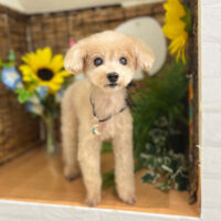 【本店】2023年8月27日のワンちゃん達♪