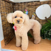 【本店】2023年8月28日のワンちゃん達♪