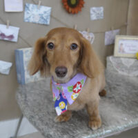 【山手店】2023年8月3日のワンちゃん達♪