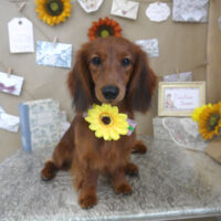 【山手店】2023年8月4日のワンちゃん達♪