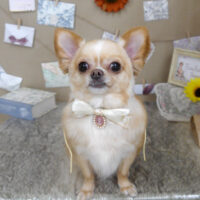 【山手店】2023年８月５日のワンちゃん達♪