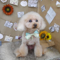 【山手店】2023年8月6日のワンちゃん達♪