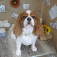 【山手店】2023年8月7日のワンちゃん達♪