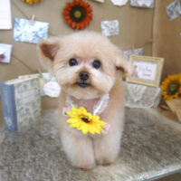 【山手店】2023年8月10日のワンちゃん達♪