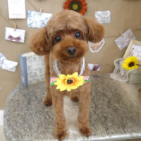 【山手店】2023年8月11日のワンちゃん達♪