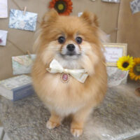 【山手店】2023年8月12日のワンちゃん達♪