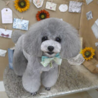 【山手店】2023年8月14日のワンちゃん達♪