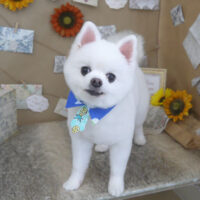 【山手店】2023年8月18日のワンちゃん達♪