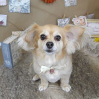 【山手店】2023年8月19日のワンちゃん達♪