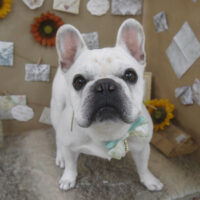 【山手店】2023年8月20日のワンちゃん達♪