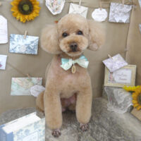 【山手店】2023年8月21日のワンちゃん達♪