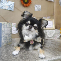 【山手店】2023年8月24日のワンちゃん達♪