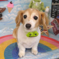 【山手店】2023年8月26日のワンちゃん達♪