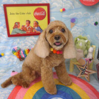 【山手店】2023年8月27日のワンちゃん達♪