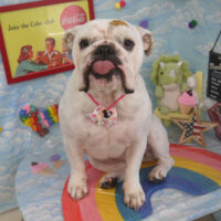 【山手店】2023年8月28日のワンちゃん達♪