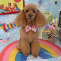 【山手店】2023年8月30日のワンちゃん達♪