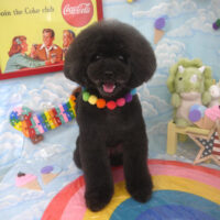 【山手店】2023年8月31日のワンちゃん達♪