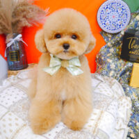 【池下店】2023年8月3日のワンちゃん達♪