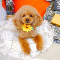 【池下店】2023年8月4日のワンちゃん達♪