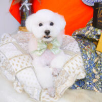 【池下店】2023年8月6日のワンちゃん達♪