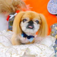 【池下店】2023年8月7日のワンちゃん達♪