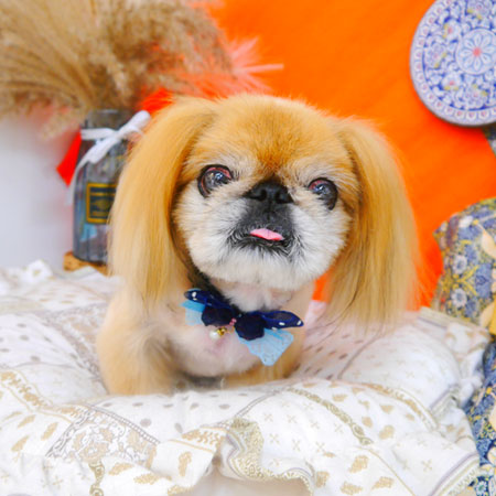 【池下店】2023年8月7日のワンちゃん達♪