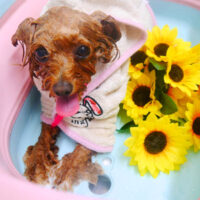 【池下店】2023年8月10日のワンちゃん達♪