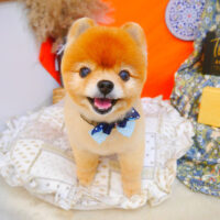 【池下店】2023年8月11日のワンちゃん達♪