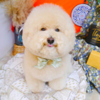 【池下店】2023年8月12日のワンちゃん達♪