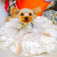 【池下店】2023年8月13日のワンちゃん達♪