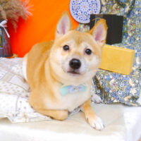 【池下店】2023年8月14日のワンちゃん達♪