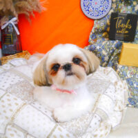 【池下店】2023年8月18日のワンちゃん達♪