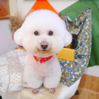 【池下店】2023年8月19日のワンちゃん達♪