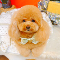 【池下店】2023年8月20日のワンちゃん達♪