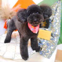 【池下店】2023年8月21日のワンちゃん達♪