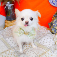 【池下店】2023年8月24日のワンちゃん達♪